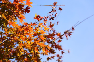 黄色と赤の紅葉