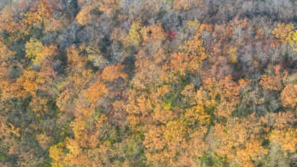 Top view of a autumn forest. Natural texture of colorful trees. Photo from the drone.