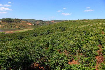 Fototapeta na wymiar Vietnam coffee plantation