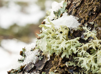 Close up of fallen tree with mushrooms and lichen growing in it. Snow covered.
