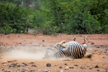 Obraz na płótnie Canvas Plains zebra in Kruger National park, South Africa