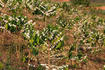 Coffee flower on tree in cafe plantation
