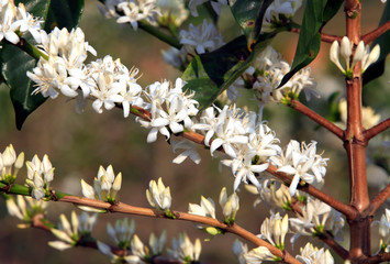 Coffee flower on tree in cafe plantation