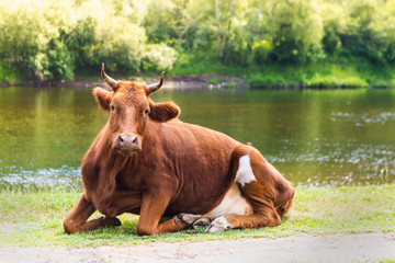 Red Cow Lying On Grass On Background Of River And Green Bushes.