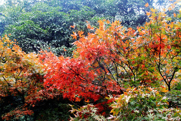 The maple leaves China