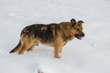 rescue dog in the winter,tired dog looking for a man in the winter in the snow