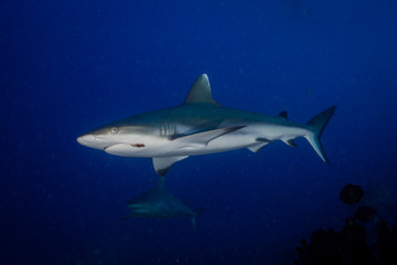 Grey reef shark with fish hook 