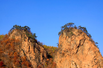 pines on top of mountain