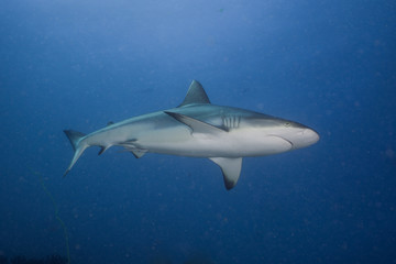 Obraz premium Grey reef shark in the shallows