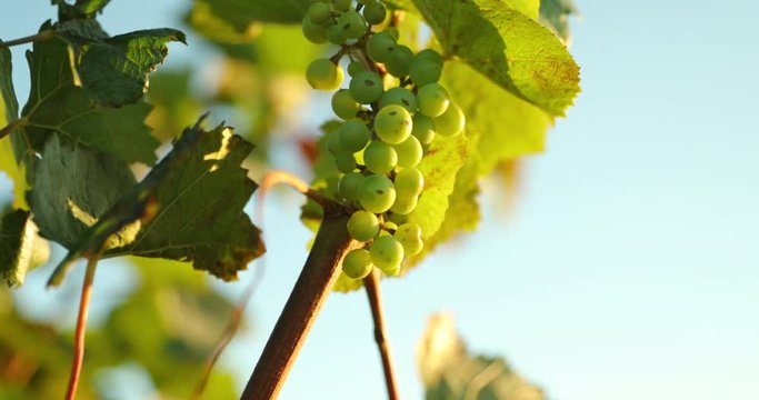 Grapevine during a sunny day caught in a strong wind. In the area of Moravian Tuscany. Detail capture in slow motion.