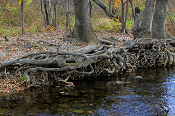 roots and water