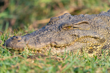 Auge in Auge mit einem Nilkrokodil, Safari am Chobe River, Botswana