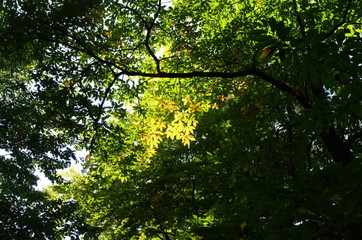 Leuchtendes Blätterdach in grün und gelb