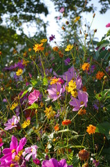 Bunte Spätsommerblumen