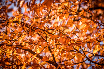Herbst Blätter / Autumn Leaf