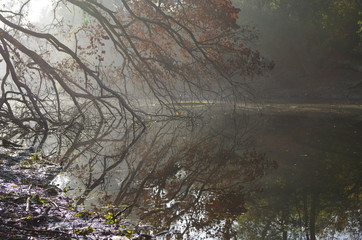 Baum hängt über See mit Nebel und Spiegelung