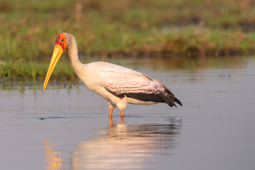 Nimmersatt Vogel, Mycteria ibis, am Chobe River, Botswana