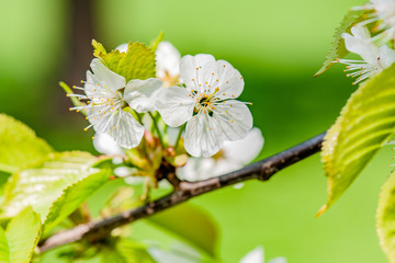 white flowers of cherry tree