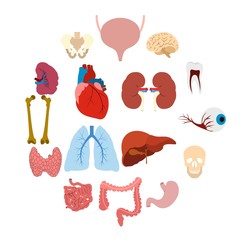 Internal organs flat icons set for web and mobile devices