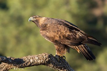 Golden eagle (Aquila chrysaetos), Andalusia, Spain