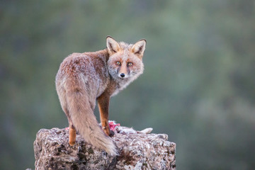 Red Fox (Vulpes vulpes) staring at camera, Andalucia, Spain