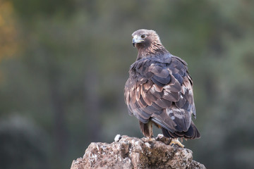 Golden eagle (Aquila chrysaetos), Andalusia, Spain