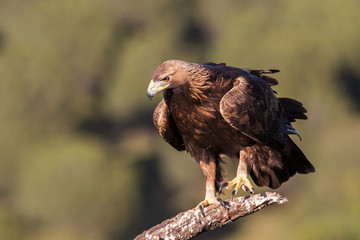 Golden eagle (Aquila chrysaetos), Andalusia, Spain
