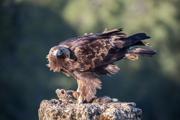 Golden eagle (Aquila chrysaetos), Andalusia, Spain