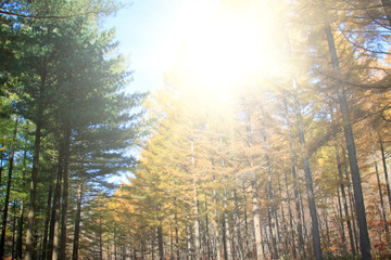 Pine branches in the sky