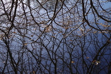 Im Wasser gespiegelte Zweige, blau