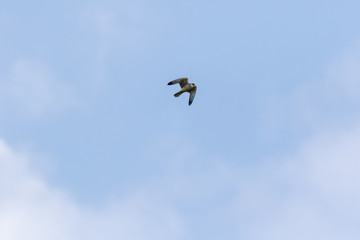 Red-footed Falcon (Falco vespertinus)