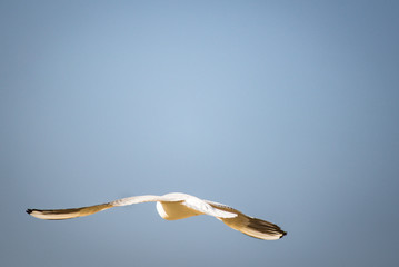 seagull flying in the blue sky