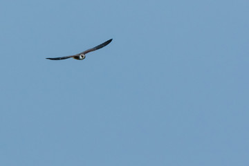 Red-footed Falcon (Falco vespertinus)