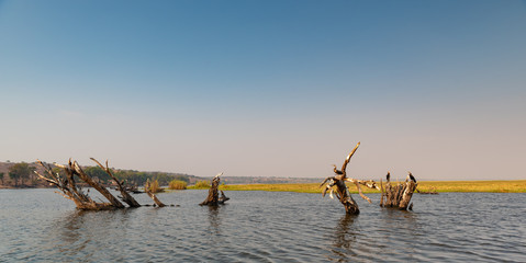 Landschaft mit Baumstümpfen und Schlangenhalsvögeln im Chobe Nationalpark, Botswana