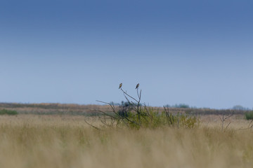 Red-footed Falcon (Falco vespertinus)