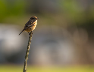 Saxicola rubicola 