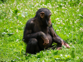 Chimpanzé