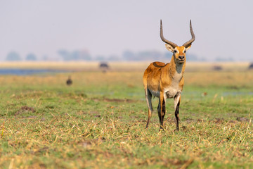 Lechwe Antilope, Kobus leche,  in ihrem Lebensraum im Chobe Nationalpark, Botswana