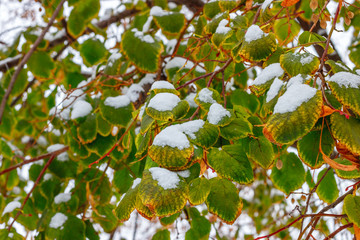 The snow-covered green leaves of the aspen tree. The early start of the winter. From autumn to winter transition