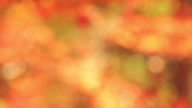 Pan dolly shot of autumn colorful blurred background in yellow-orange tones.