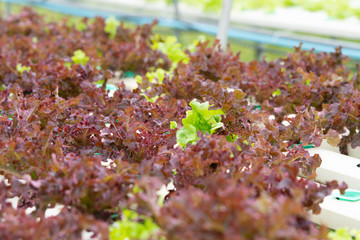  Close-up red oak Organic with white tray hydroponics Vegetable Farm growing in greenhouse for health market