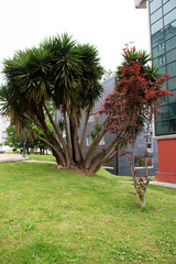 Exsotic tree in the street