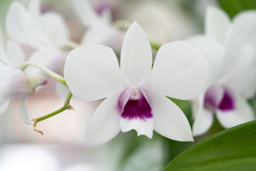 Obraz na płótnie Canvas Close Up beautiful Purple and White Orchids flower blooming in orchid garden, Nature Background