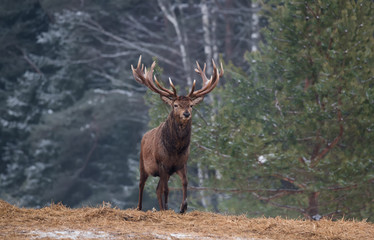 Gorgeous Marriageable Deer Comes Out Of The Forest. Winter Wildlife Landscape With Red Deer Stag. Portrait Of Lonely Deer With Big Antlers At The Edge Of A Birch Forest. Deer Walking On Straw