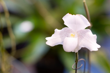 Close Up white orchid flower blooming beautiful in the garden, Nature Background