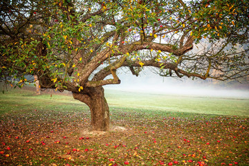 A nice apple tree in the garden in autumn