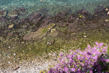 Purple flowers on the stone coast by the sea - 234060488