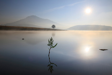 Alone tree by lake 