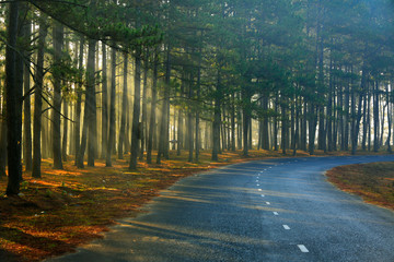 Obraz premium Pine forest in sunlight