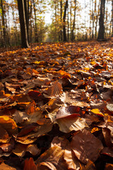 Tapis de feuilles mortes en automne, forêt domaniale de Meudon, France